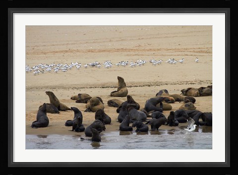 Framed Cape Fur Seal colony at Pelican Point, Walvis Bay, Namibia, Africa. Print