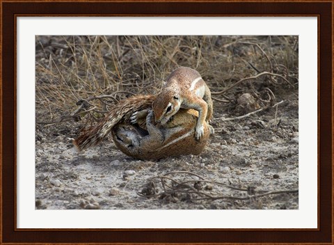 Framed Cape ground squirrels fighting, Etosha NP, Namibia, Africa. Print