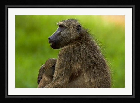 Framed Chacma baboon and baby, Kruger NP, South Africa Print