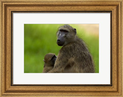 Framed Chacma baboon, Papio ursinus, and baby, Kruger NP, South Africa Print