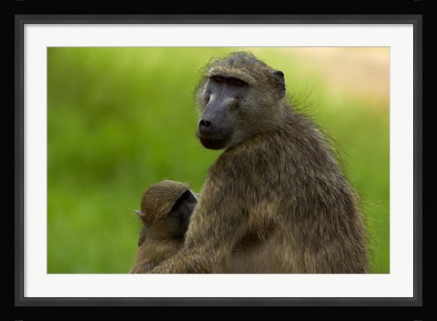 Framed Chacma baboon, Papio ursinus, and baby, Kruger NP, South Africa Print