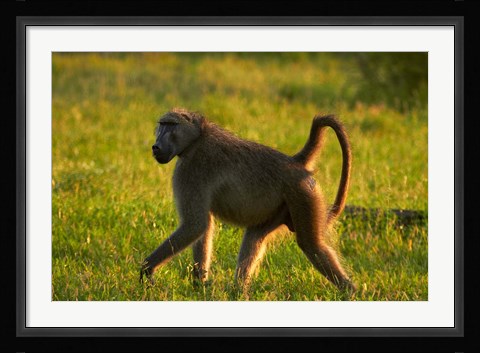 Framed Chacma baboon, Papio ursinus, Kruger NP, South Africa Print