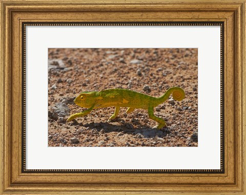 Framed Chameleon, Etosha National Park, Namibia Print