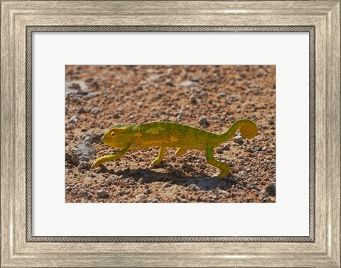 Framed Chameleon, Etosha National Park, Namibia Print
