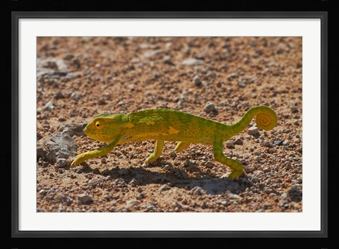 Framed Chameleon, Etosha National Park, Namibia Print