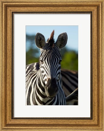 Framed Chapman&#39;s zebra, Hwange National Park, Zimbabwe, Africa Print