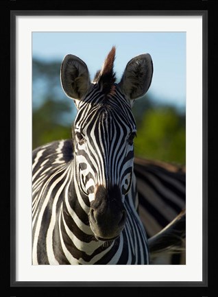 Framed Chapman's zebra, Hwange National Park, Zimbabwe, Africa Print