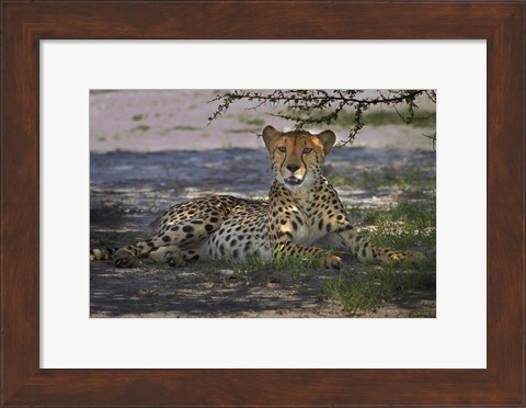Framed Cheetah,Acinonyx jubatus, Nxai Pan NP, Botswana, Africa Print