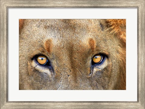 Framed Close-up of Male Lion, Kruger National Park, South Africa. Print
