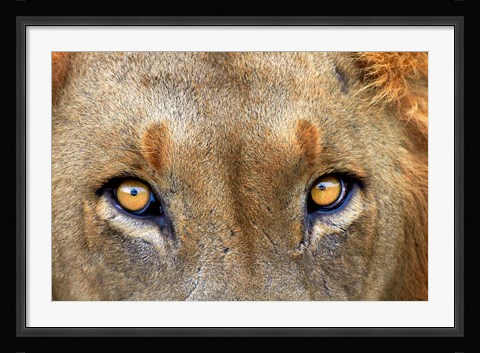 Framed Close-up of Male Lion, Kruger National Park, South Africa. Print