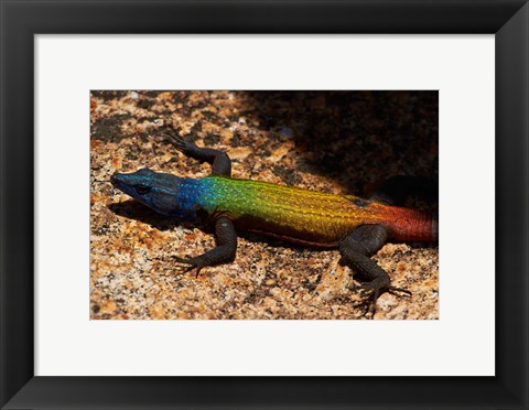 Framed Common flat lizard on Malindidzimu hill, Matobo NP, Zimbabwe, Africa Print