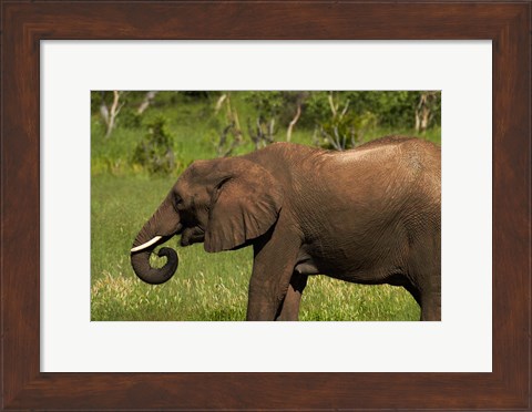 Framed Elephant drinking, Hwange NP, Zimbabwe, Africa Print
