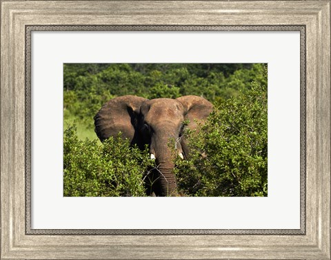 Framed Elephant, Hwange National Park, Zimbabwe, Africa Print