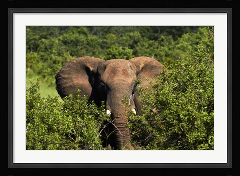 Framed Elephant, Hwange National Park, Zimbabwe, Africa Print