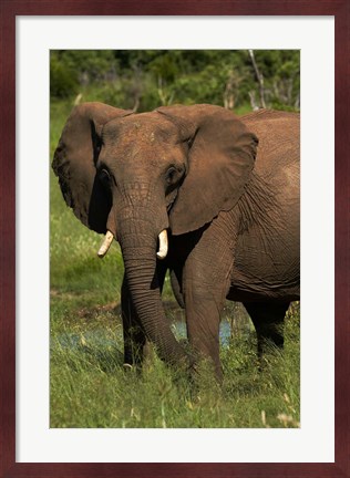 Framed Elephant, Hwange NP, Zimbabwe, Africa Print
