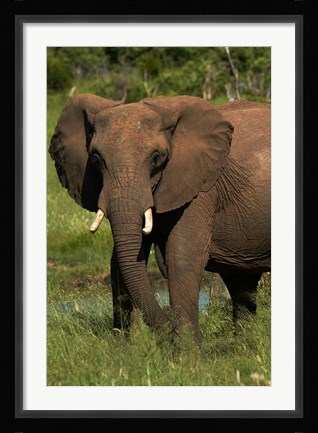 Framed Elephant, Hwange NP, Zimbabwe, Africa Print