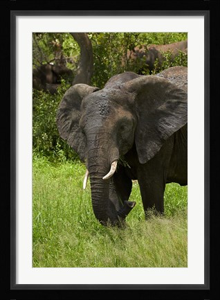 Framed Elephant, Kruger NP, South Africa Print