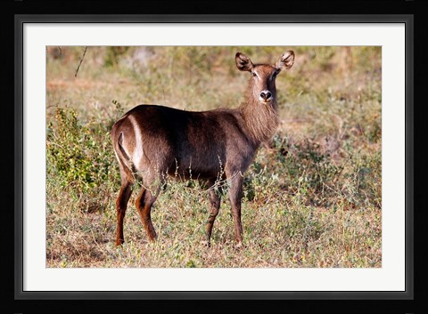 Framed Female Ellipsen Waterbuck of East Africa, Meru, Kenya Print