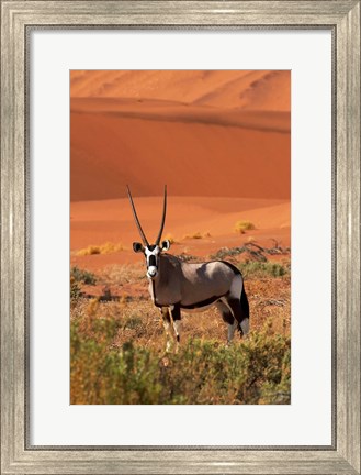 Framed Gemsbok and sand dunes, Namib-Naukluft National Park, Namibia Print
