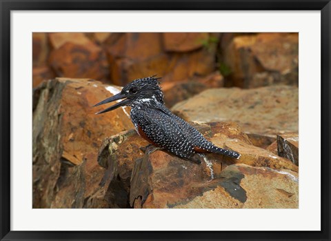 Framed Giant Kingfisher, Megaceryle maxima, Kruger NP, South Africa Print