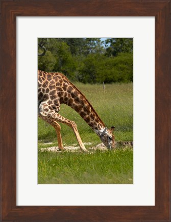 Framed Giraffe drinking, Giraffa camelopardalis, Hwange NP, Zimbabwe, Africa Print
