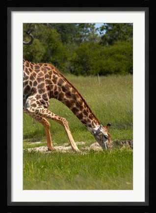 Framed Giraffe drinking, Giraffa camelopardalis, Hwange NP, Zimbabwe, Africa Print