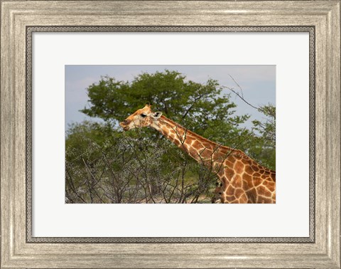 Framed Giraffe, Namibia Print