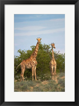 Framed Giraffe, Etosha National Park, Namibia Print