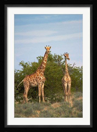 Framed Giraffe, Etosha National Park, Namibia Print