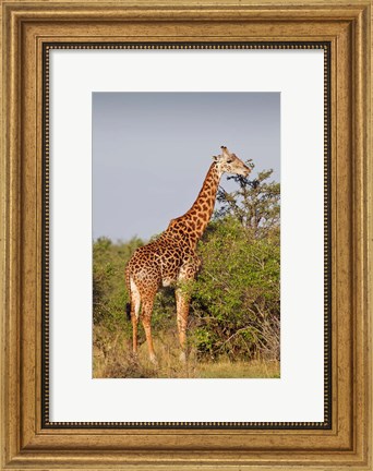 Framed Giraffe, Giraffa camelopardalis, Maasai Mara wildlife Reserve, Kenya. Print