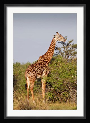 Framed Giraffe, Giraffa camelopardalis, Maasai Mara wildlife Reserve, Kenya. Print