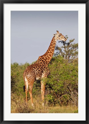 Framed Giraffe, Giraffa camelopardalis, Maasai Mara wildlife Reserve, Kenya. Print