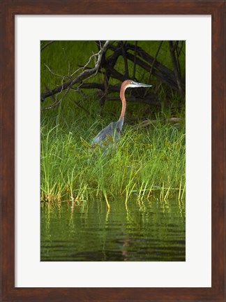 Framed Goliath Heron along the Zambezi River, Zimbabwe, Africa Print