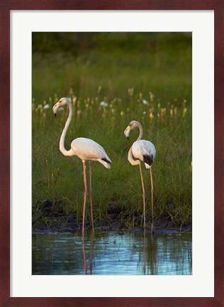 Framed Greater Flamingoes, Nyae Nyae Conservancy, near Tsumkwe, Namibia Print