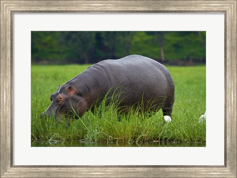 Framed Hippo and Cattle Egret by Chobe River, Chobe NP, Botswana, Africa Print