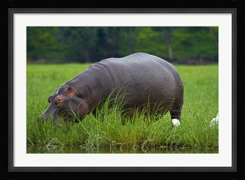 Framed Hippo and Cattle Egret by Chobe River, Chobe NP, Botswana, Africa Print