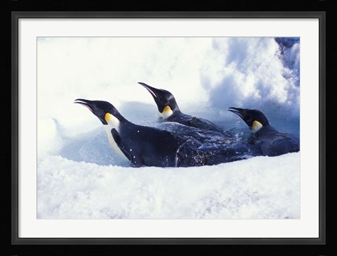 Framed Emperor Penguins in Dive Hole, Antarctica Print