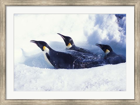 Framed Emperor Penguins in Dive Hole, Antarctica Print