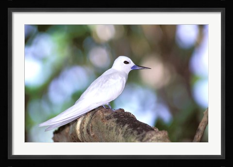 Framed Fairy Tern, Aride Island, Seychelles, Africa Print