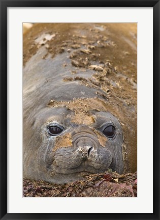 Framed Antarctica, Aitcho Island, Southern elephant seals Print