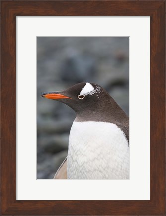 Framed Antarctica, Aitcho Islands, Gentoo penguin, beach Print