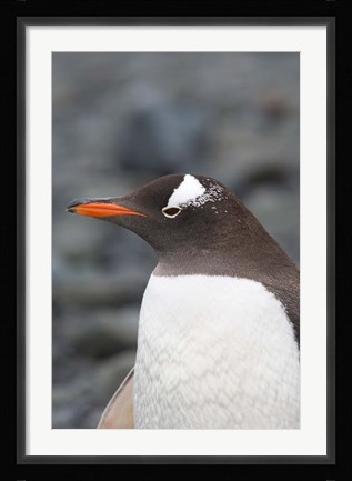 Framed Antarctica, Aitcho Islands, Gentoo penguin, beach Print