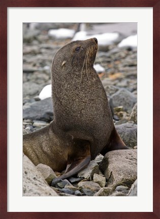 Framed Antarctica, Cuverville Island, Antarctic fur seal Print