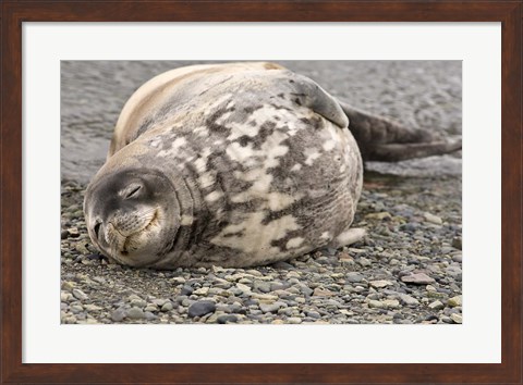 Framed Antarctica, King George Island, Weddell seal Print