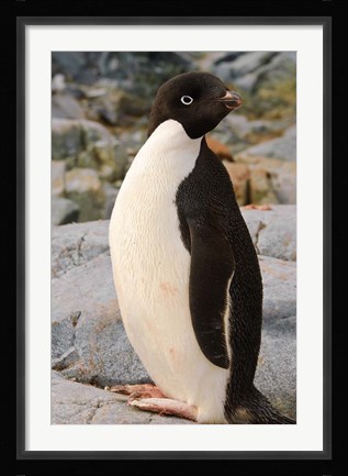 Framed Antarctica, Petermann Island. Adelie penguin Print