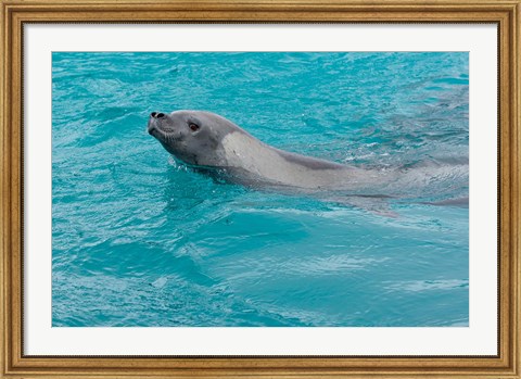 Framed Antarctica, Pleneau Island, Crabeater seal Print