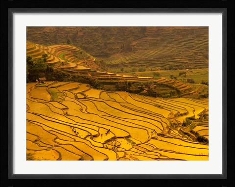 Framed Farmers Plant Rice, Luchun, Yunnan, China Print