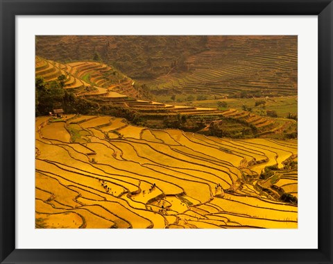 Framed Farmers Plant Rice, Luchun, Yunnan, China Print