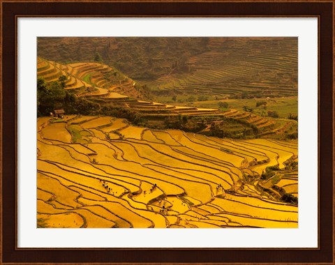 Framed Farmers Plant Rice, Luchun, Yunnan, China Print