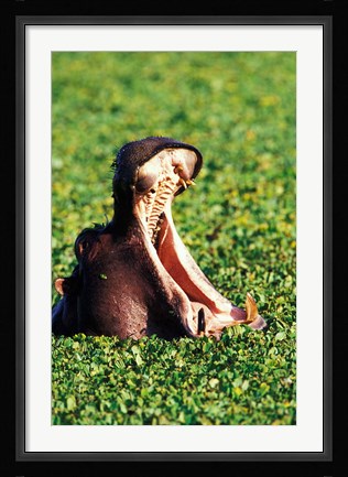 Framed Hippopotamus making a threat display, Masai Mara Game Reserve, Kenya Print